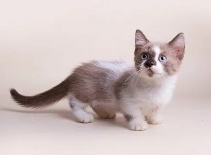 Коротколапые коты Манчкин: характеристика породы и содержани