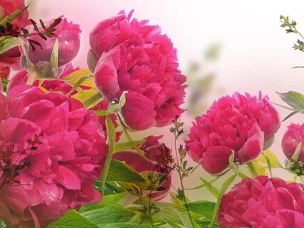 Pink peonies, flowers, petals, water droplets 1125x2436 iPho