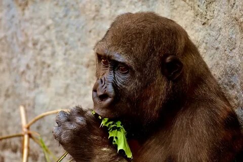 Download free photo of Gorilla,feeding,hungry,greedy,zoo - f