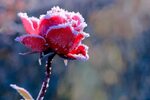Download wallpaper frost, scarlet rose, blur bokeh, section 