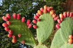 Prickly Pear Cactus Mix Seeds Opuntia 100 eco-souz Farm & Ra
