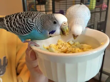 Cooking eggs for parakeets - homekeethome Parakeet food, How