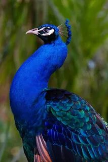 GLORIOUS BLUE by secondclaw on deviantART Peacock-Flamingo G