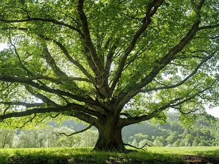 Oak tree pictures, Tree of life images, Tree pruning