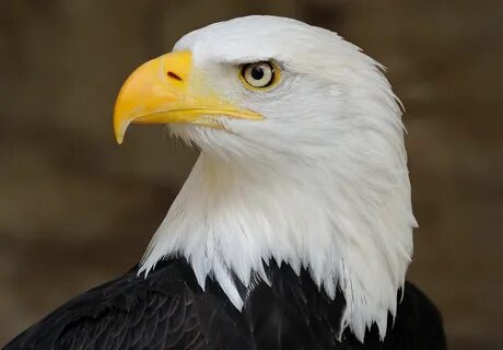 Bald eagle, Eagle pictures, Eagle images