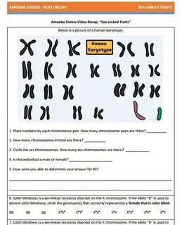 Amoeba Sisters Monohybrid Crosses Worksheet Answer Key : Yea