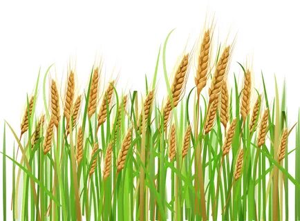 Feilds Clipart Crop Field - Wheat Plant Png - (5036x3799) Pn