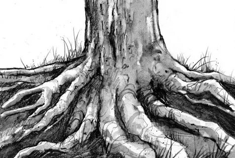 The Underground Dirt On Tree Roots - - The Adirondack Almana