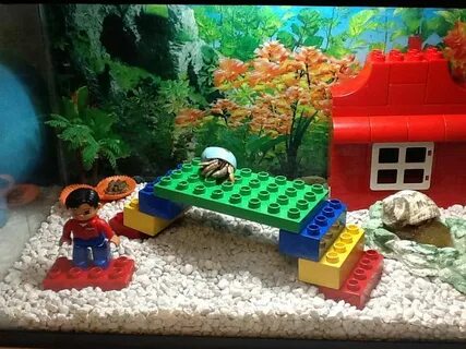 Lego Hermit Crab habitat for my sons lego bedroom Hermit cra