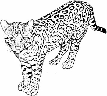 25+ Elegant Photo of Cute Cat Coloring Pages - davemelillo.c