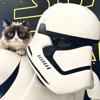 Le célèbre Grumpy Cat, fan de Star Wars