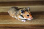Teddy Bear (Syrian) Hamster as Pet Pet Comments