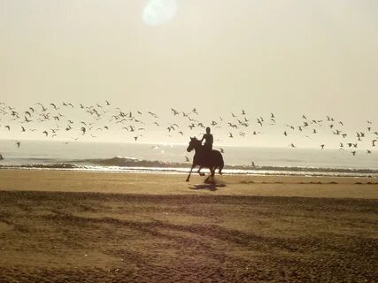 Many birds over a rider on the coast of france free image do