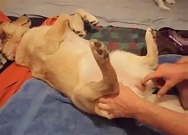 Doggo gets banged hard by a horny fellow - Zoo Zoo Sex Porn 