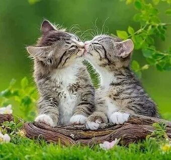 Friendly kiss, kittens, cats, kiss, animals, friendly, HD wa