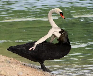 Черный Лебедь Фото