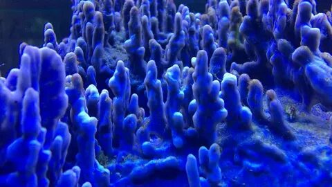 blue coral Stok Videosu (%100 Telifsiz) 10459625 Shutterstoc