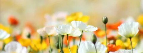 Download Wonderful White Flowers Wallpapers 1383 2560x1600 P