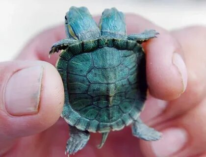 Shell shocker: The baby turtle born with two-heads Cute baby