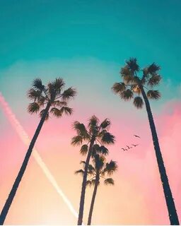 Unlimited Sunset (@unlimitedsunset) on Instagram: "Palmtrees