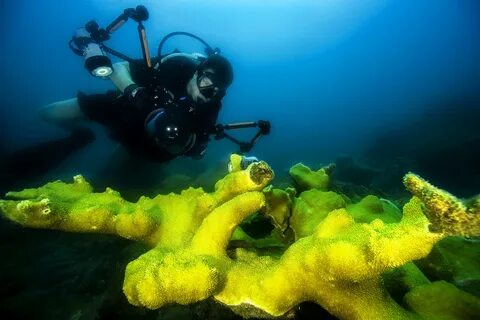 Free Images : sea, ocean, camera, coral reef, cuba, diver, a