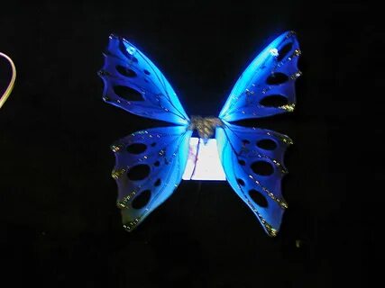 Amazing Dark Blue Butterfly Color Wallpaper - Mtk free
