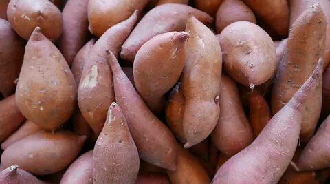 Sweet Potato Introduced in Costa Rica The Costa Rican Times
