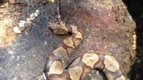 Copperhead bites itself! - YouTube