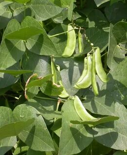 Growing lima beans, Lima beans, Bean plant