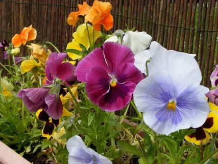 Variety of pansies in the garden free image download