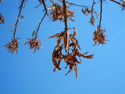 Edit free photo of Tree,pods,dry,seeds,open pods on a tree -