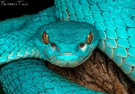 Mr. Blue - Trimeresurus Insularis (Blue Insularis) Unique an