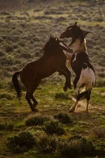 Wild Wyoming Horses Horses, Wild horses, Horse love