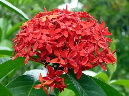 Free Images : leaf, flower, red, botany, flora, shrub, ixora