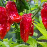 Fast Shipping Ghost Pepper Seeds, Bhut Jolokia, EXTREMELY HO