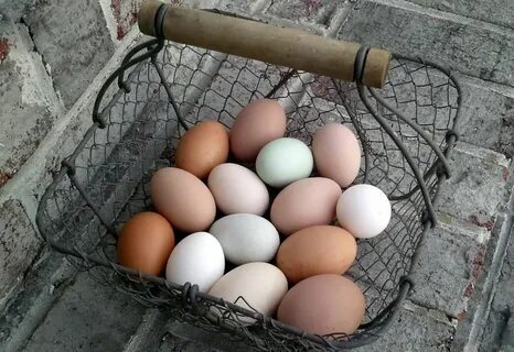 A Rainbow of Egg Colors Fresh Eggs Daily ® Eggs, Chicken bre