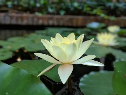 Lotus Green Lake - Free photo on Pixabay