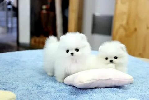 Pomeranian Puppies For Sale Sacramento, CA #283424 Pomerania