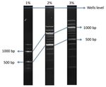 DNA separation in different agarose gels - OpenWetWare