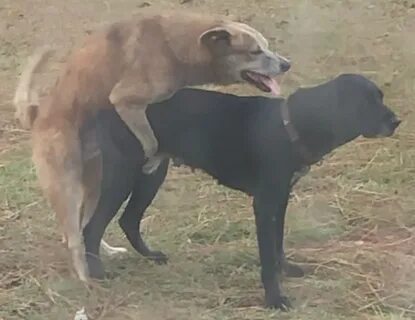 File:Dogs mating.jpg - Wikipedia Republished // WIKI 2
