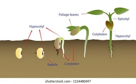 Sequence Bean Seeds Germination Soil Vector: Vector στοκ (χω