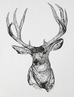 Deer drawing, Drawings, Deer