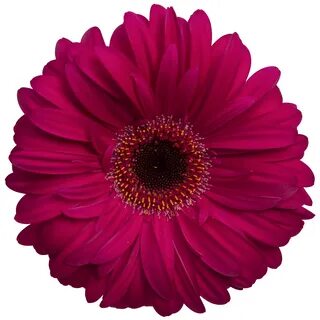 Hot Pink Daisy Related Keywords & Suggestions - Hot Pink Dai