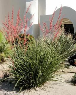 Red yucca + cvs - Inland Valley Garden Planner Garden planne