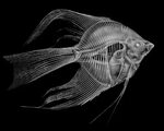 Fish X-Ray Xray art, Animal skeletons, X ray