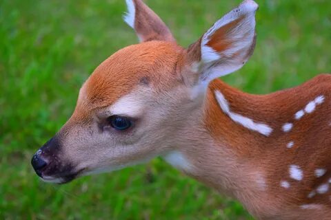 Pictures of fawn