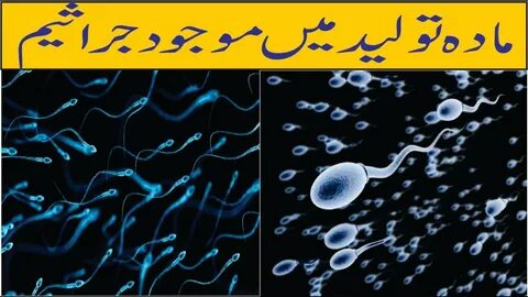 MALE SPERM MORPHOLOGY ::::MARDANA JARASIM DAKHIAY - YouTube