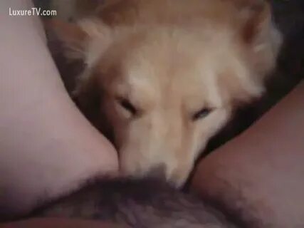 Dog licking on a hairy pussy - LuxureTV