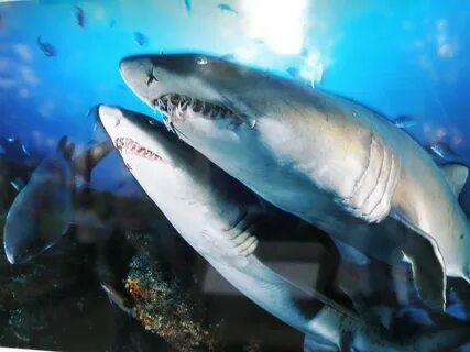 10 самых опасных акул в мире, встреча с которыми ничем хорош