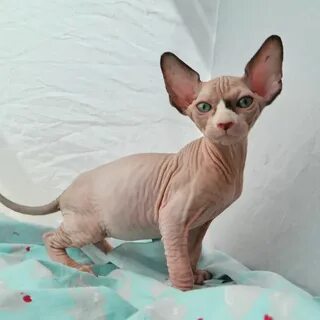 Sphynx Cat For Sale Houston Texas - Domvverhdnom